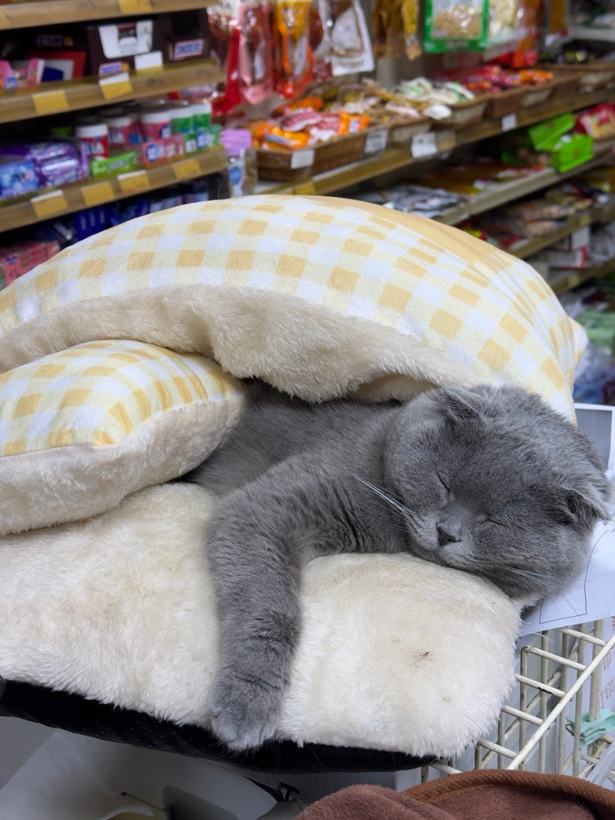 英短蓝猫一只 小胖墩 安静不吵闹